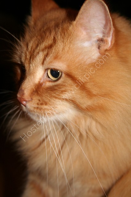 Animals 16